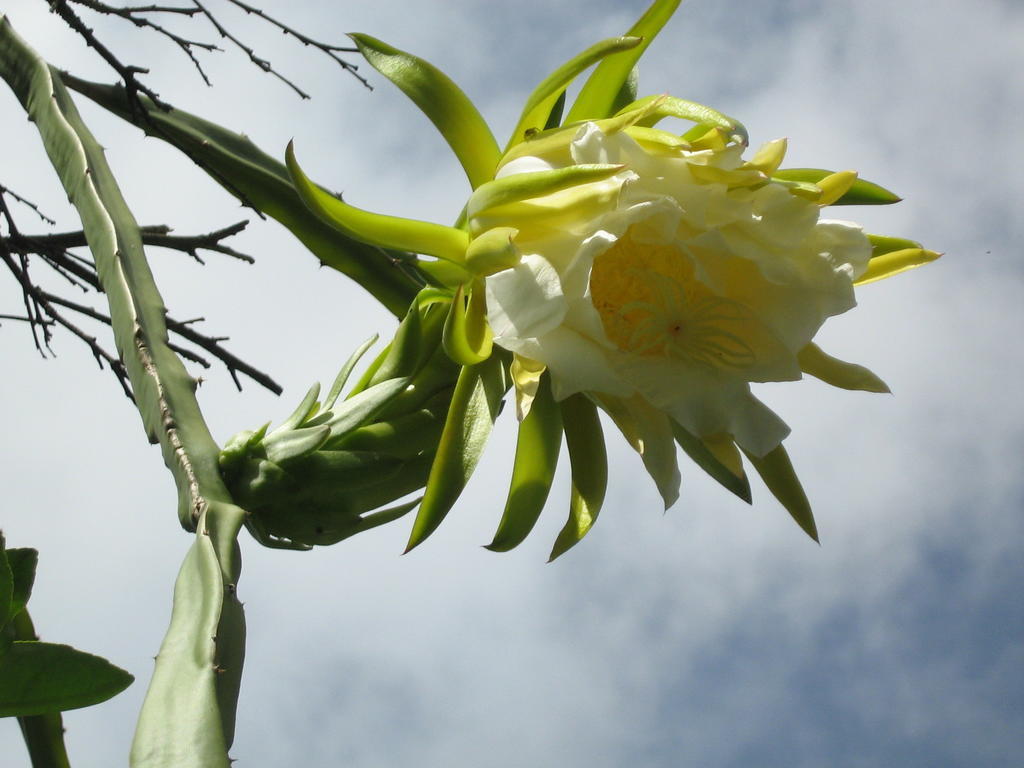 Posada El Jardin Ticul Bagian luar foto